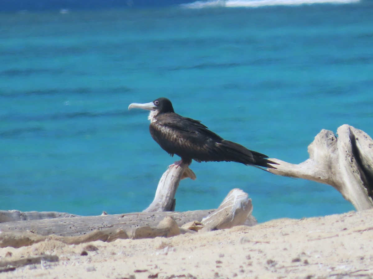 Lesser Frigatebird - ML639450296