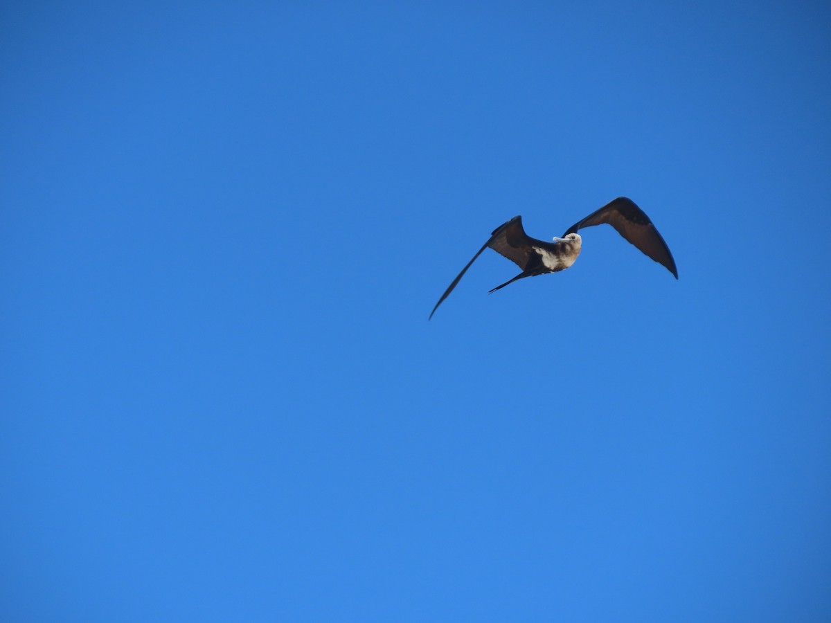 Lesser Frigatebird - ML639450297