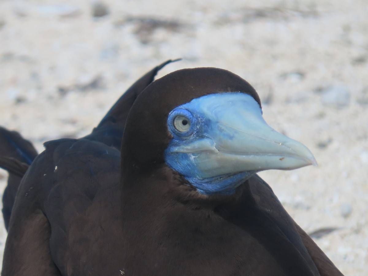 Brown Booby - ML639450319