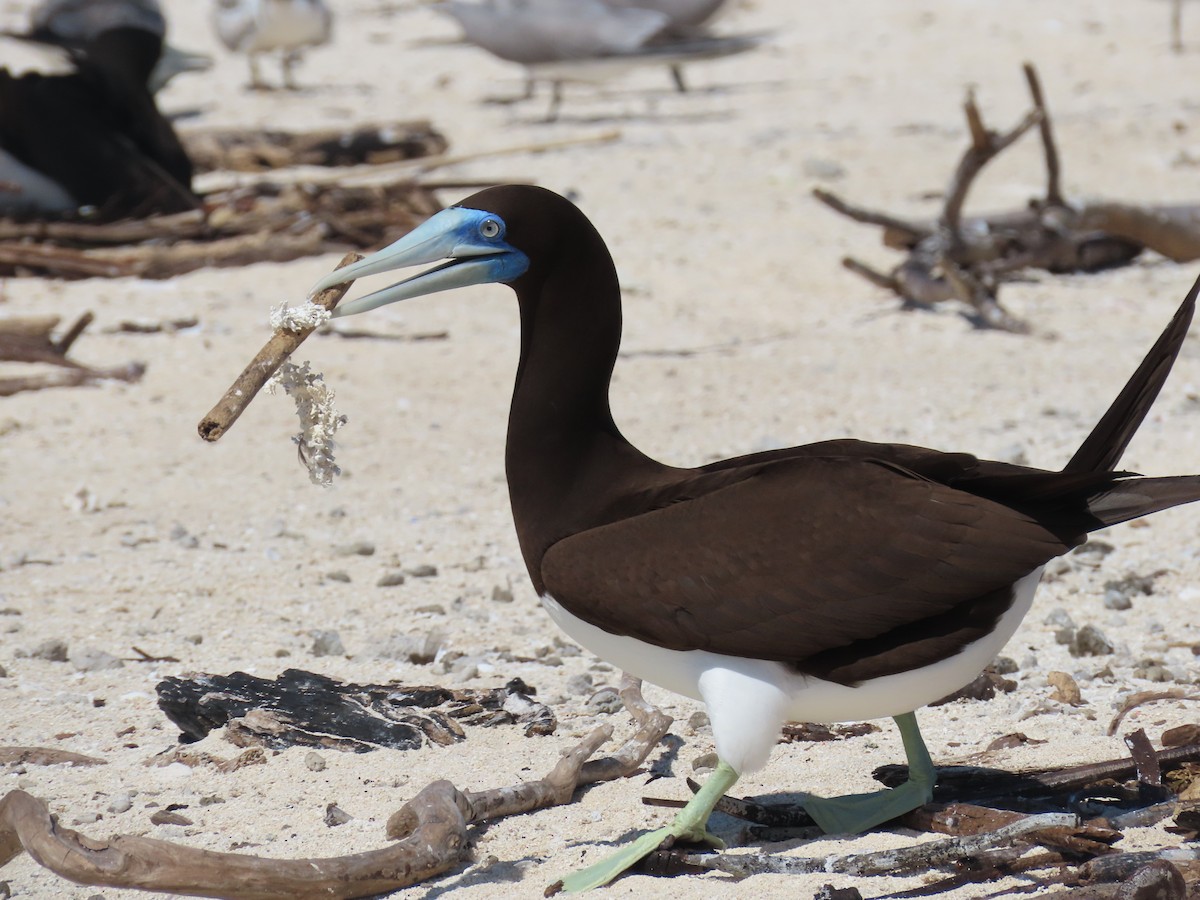 Brown Booby - ML639450320