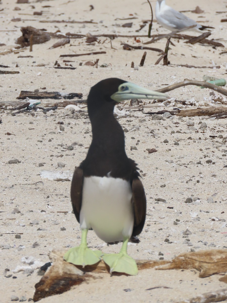 Brown Booby - ML639450321