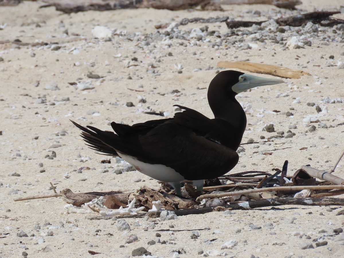 Brown Booby - ML639450322