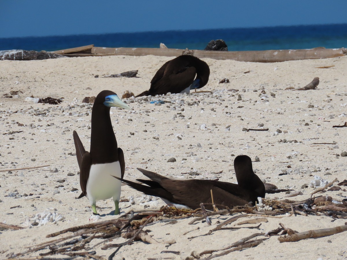 Brown Booby - ML639450323