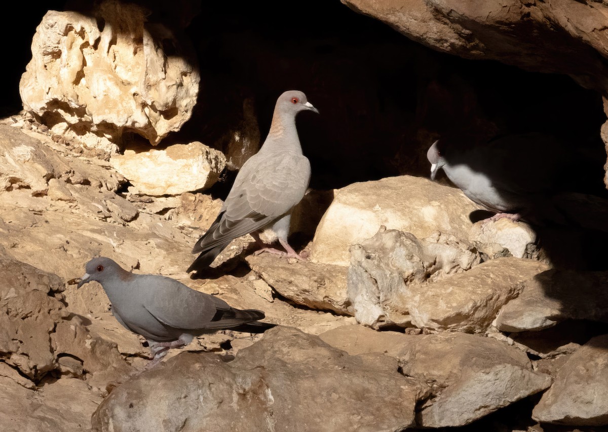 Somali Pigeon - ML639450348