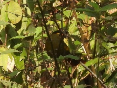 Bugun Liocichla - ML639450368