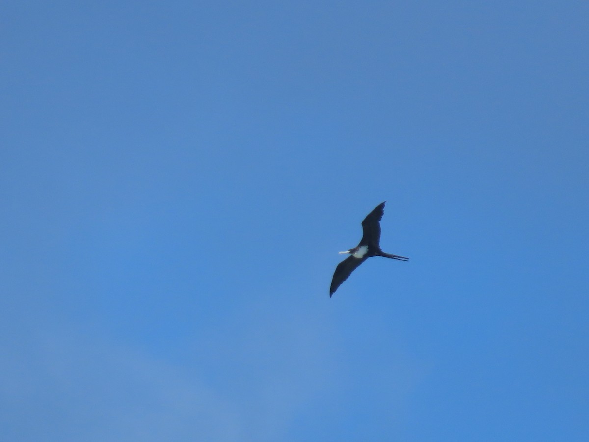 Great Frigatebird - ML639450370
