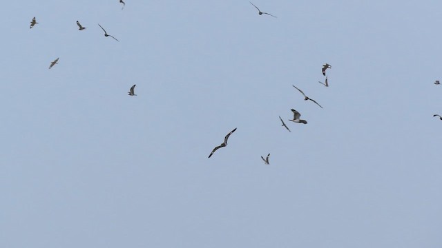 Nacunda Nighthawk - ML639450374