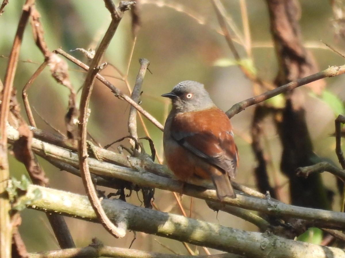 Maroon-backed Accentor - ML639450391