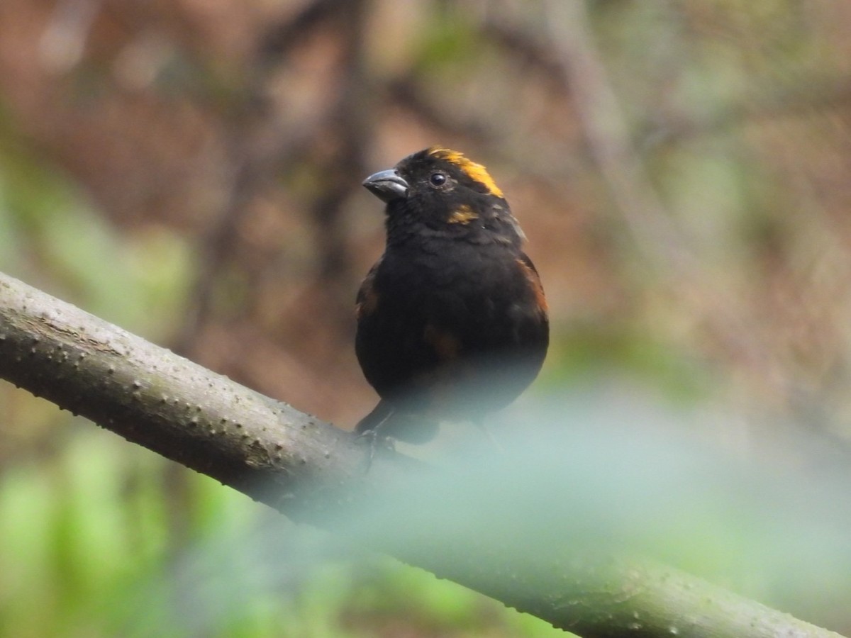 Gold-naped Finch - ML639450394