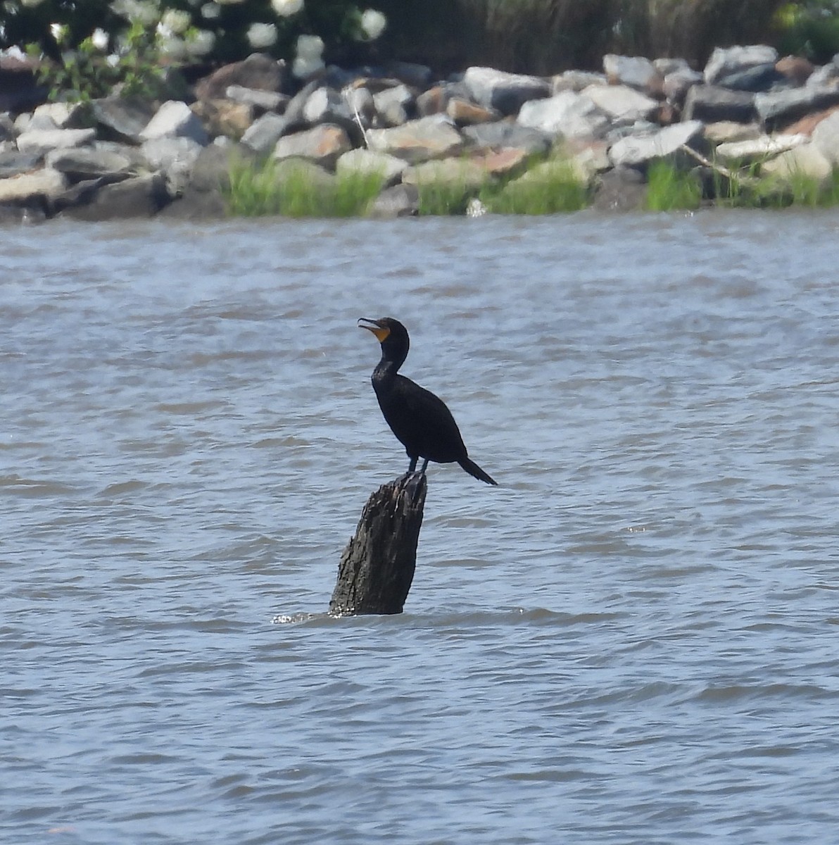 Double-crested Cormorant - ML639450396