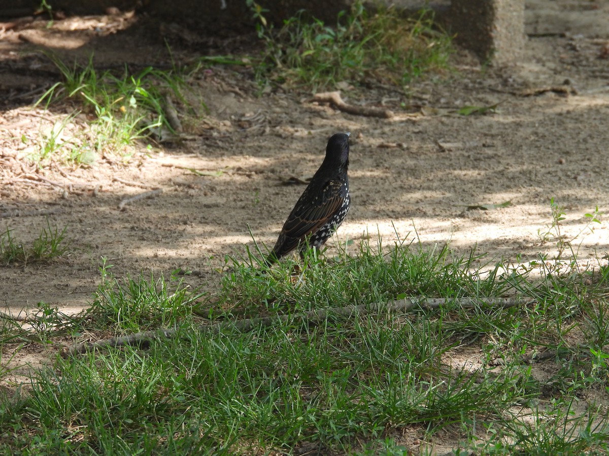 European Starling - ML639450406