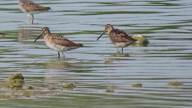 Graubrust-Strandläufer - ML639450409