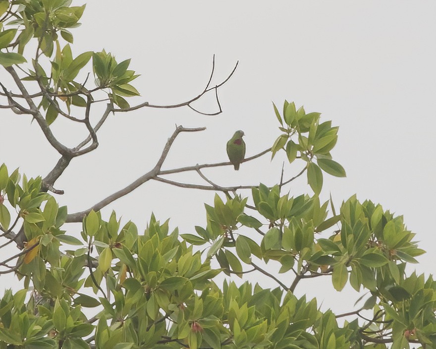 Claret-breasted Fruit-Dove - ML639450411