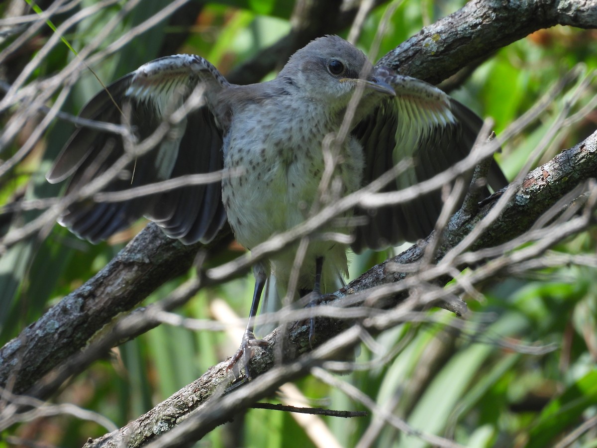 Northern Mockingbird - ML639450433