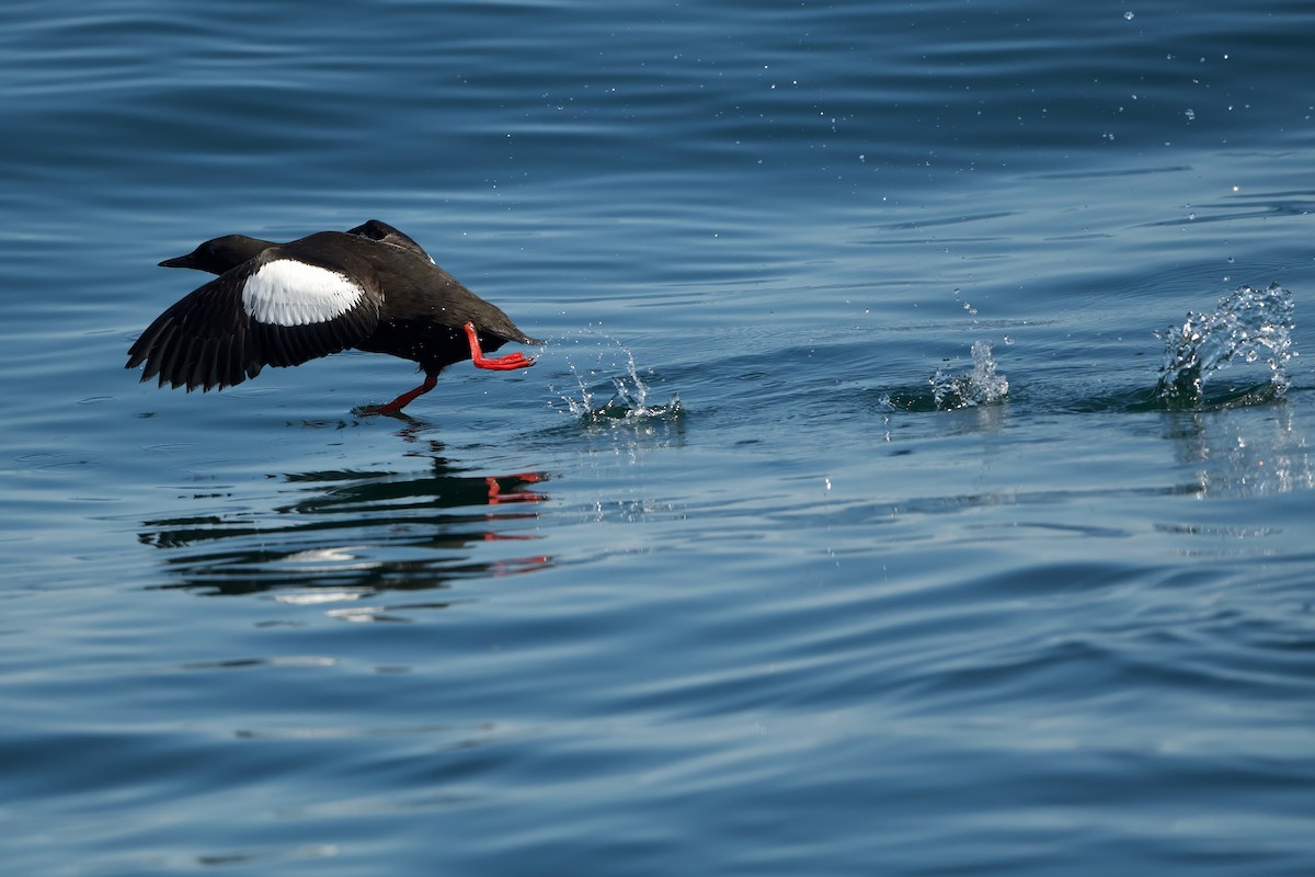 Black Guillemot - ML639450464
