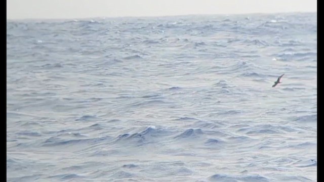 Bulwer's Petrel - ML639450475