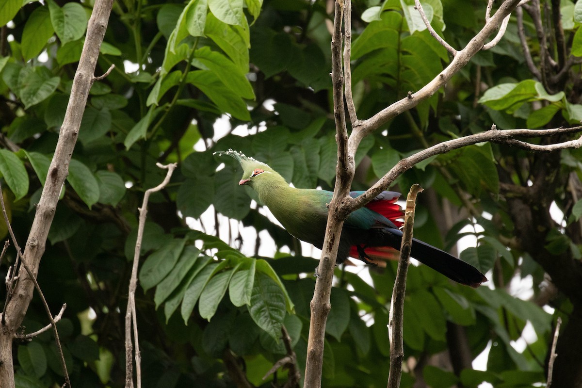 Schalow's Turaco - ML639450532
