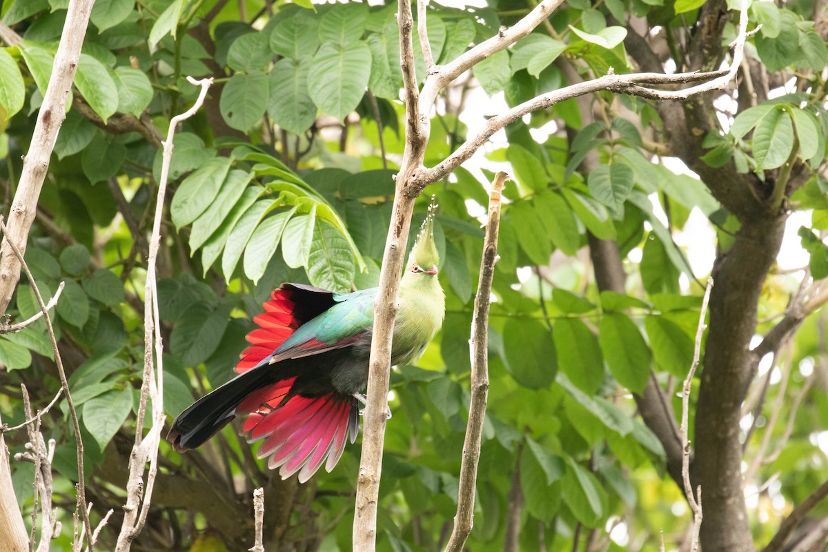 Schalow's Turaco - ML639450533
