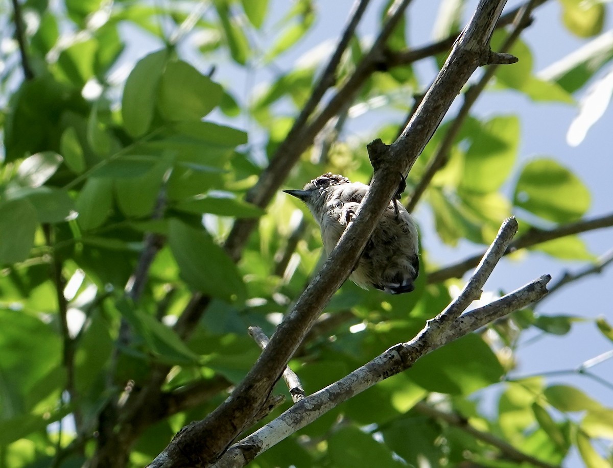 Ochraceous Piculet - ML639450557