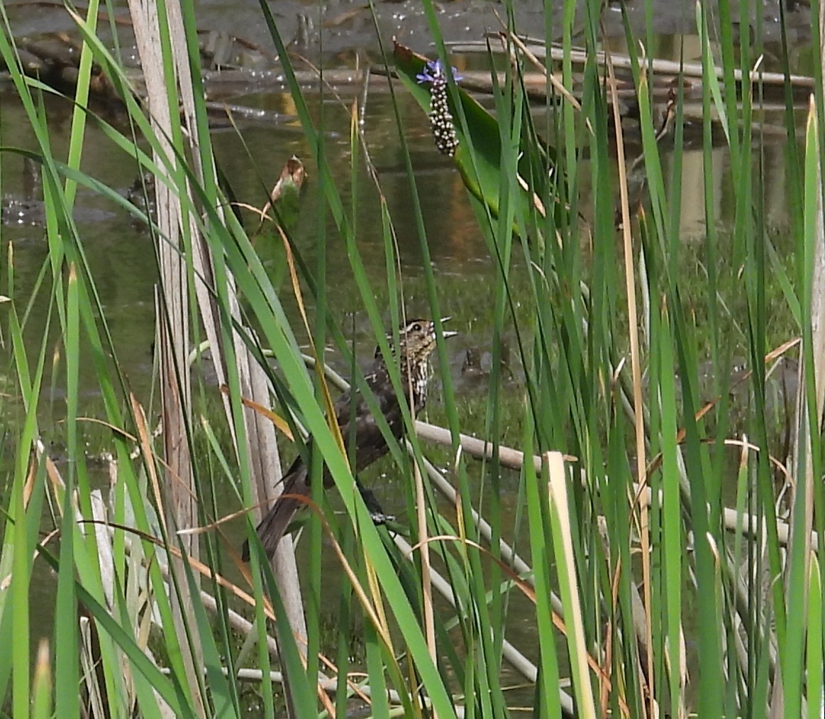 Red-winged Blackbird - ML639450562