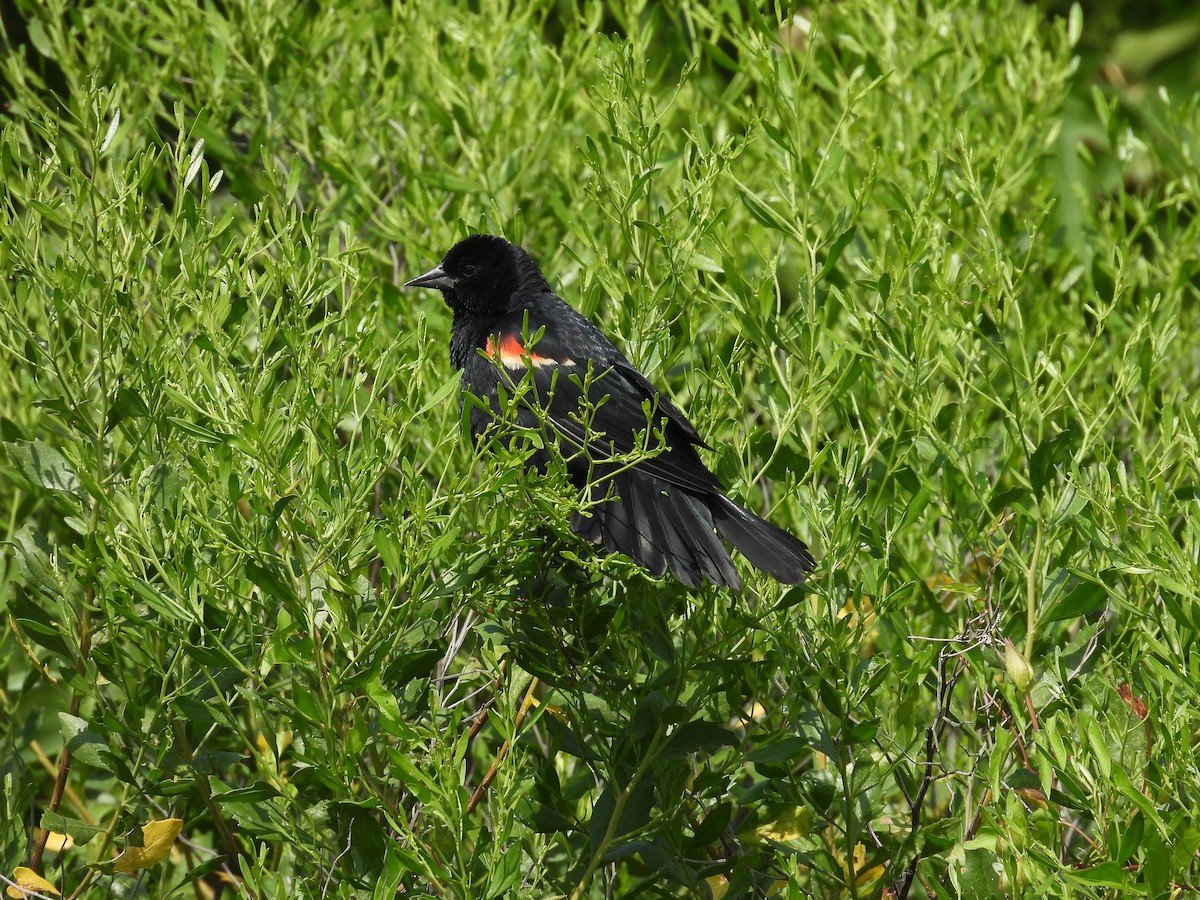 Red-winged Blackbird - ML639450563