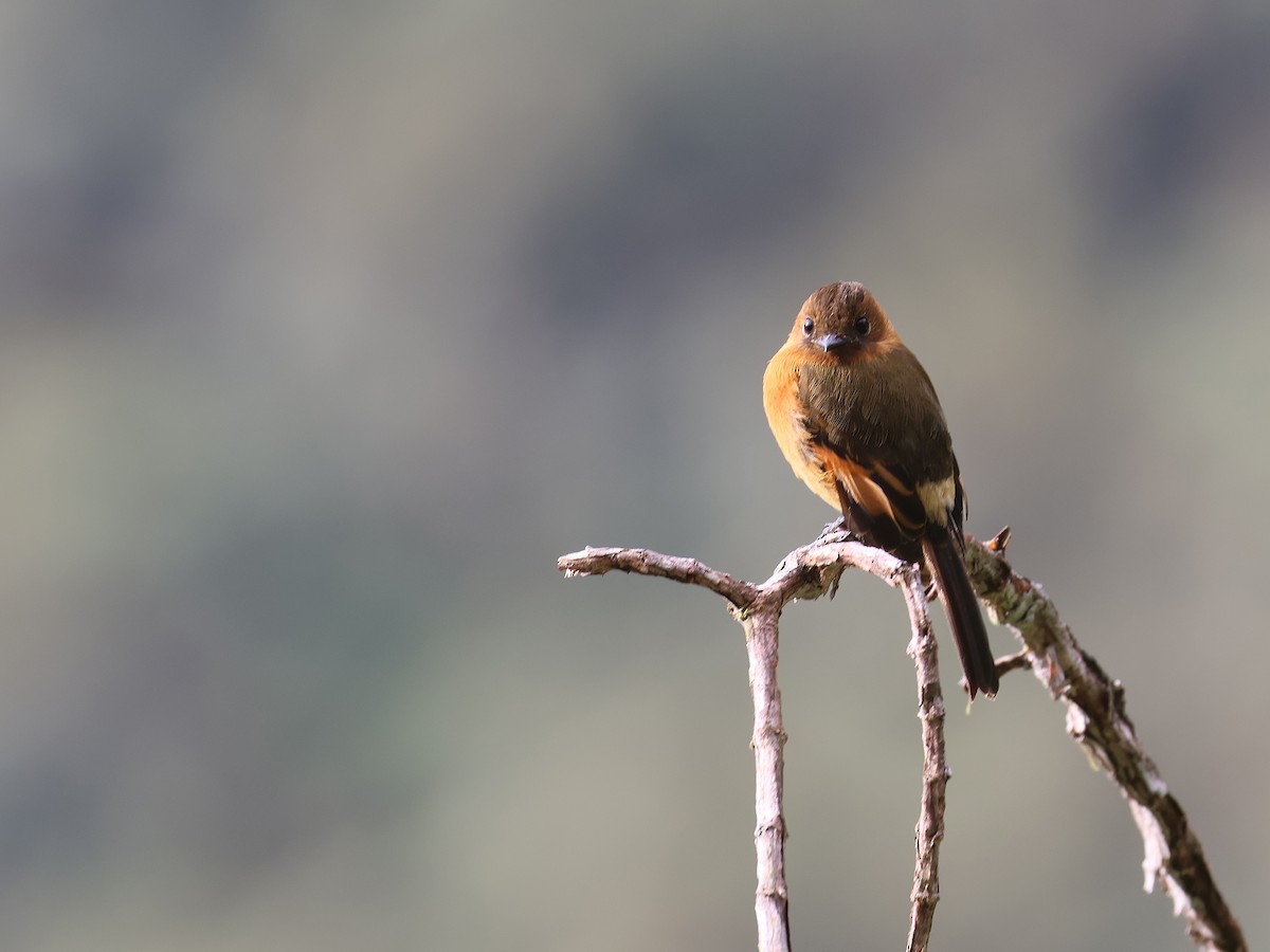 Cinnamon Flycatcher - ML639450604