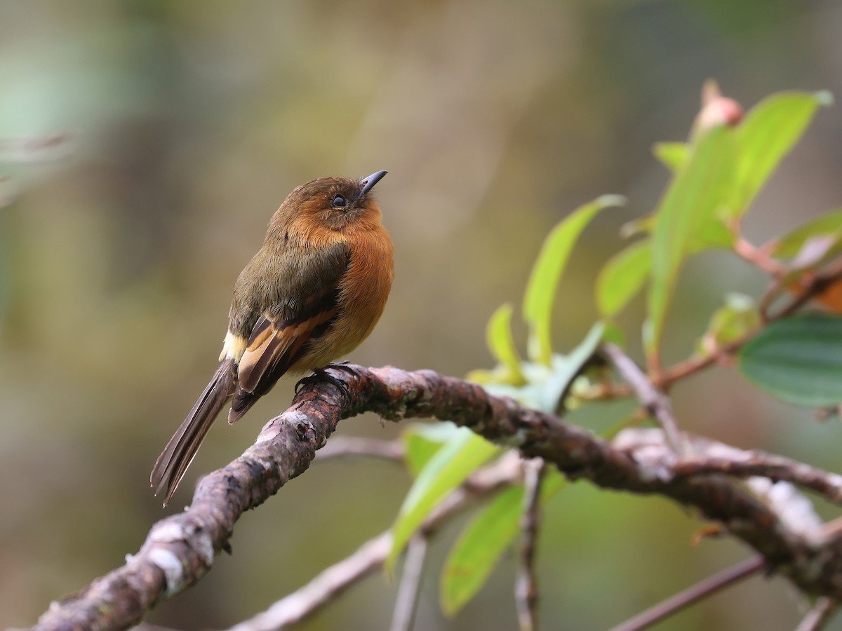 Cinnamon Flycatcher - ML639450605