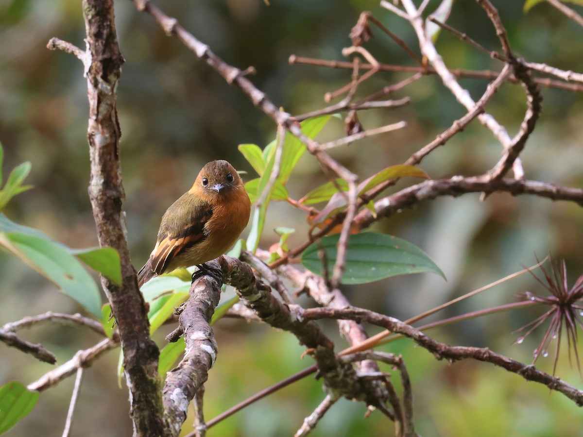 Cinnamon Flycatcher - ML639450606