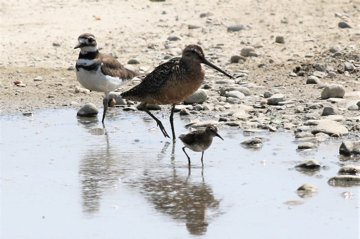 Long-billed Dowitcher - ML63945061