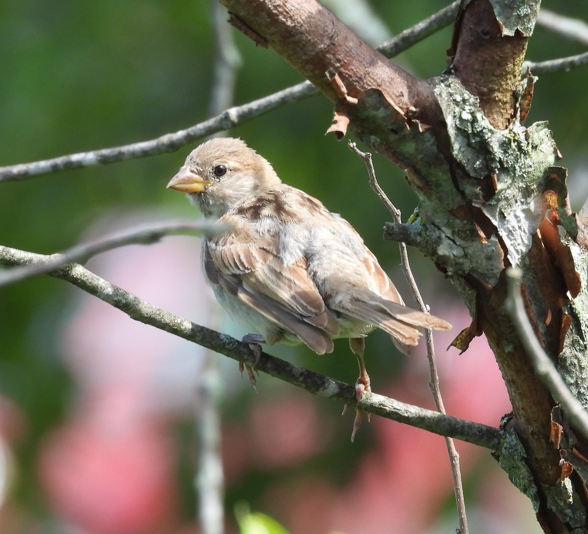 House Sparrow - ML639450612