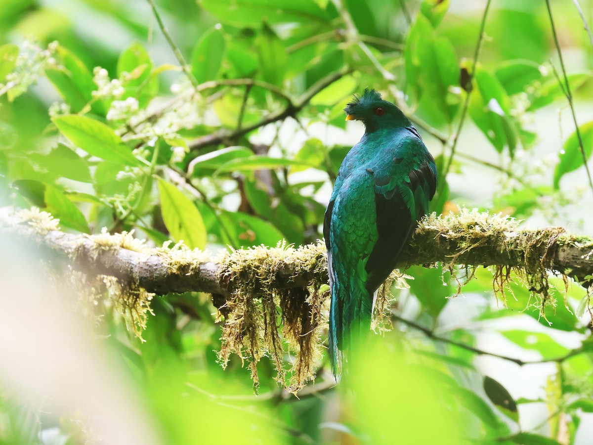 Crested Quetzal - ML639450613