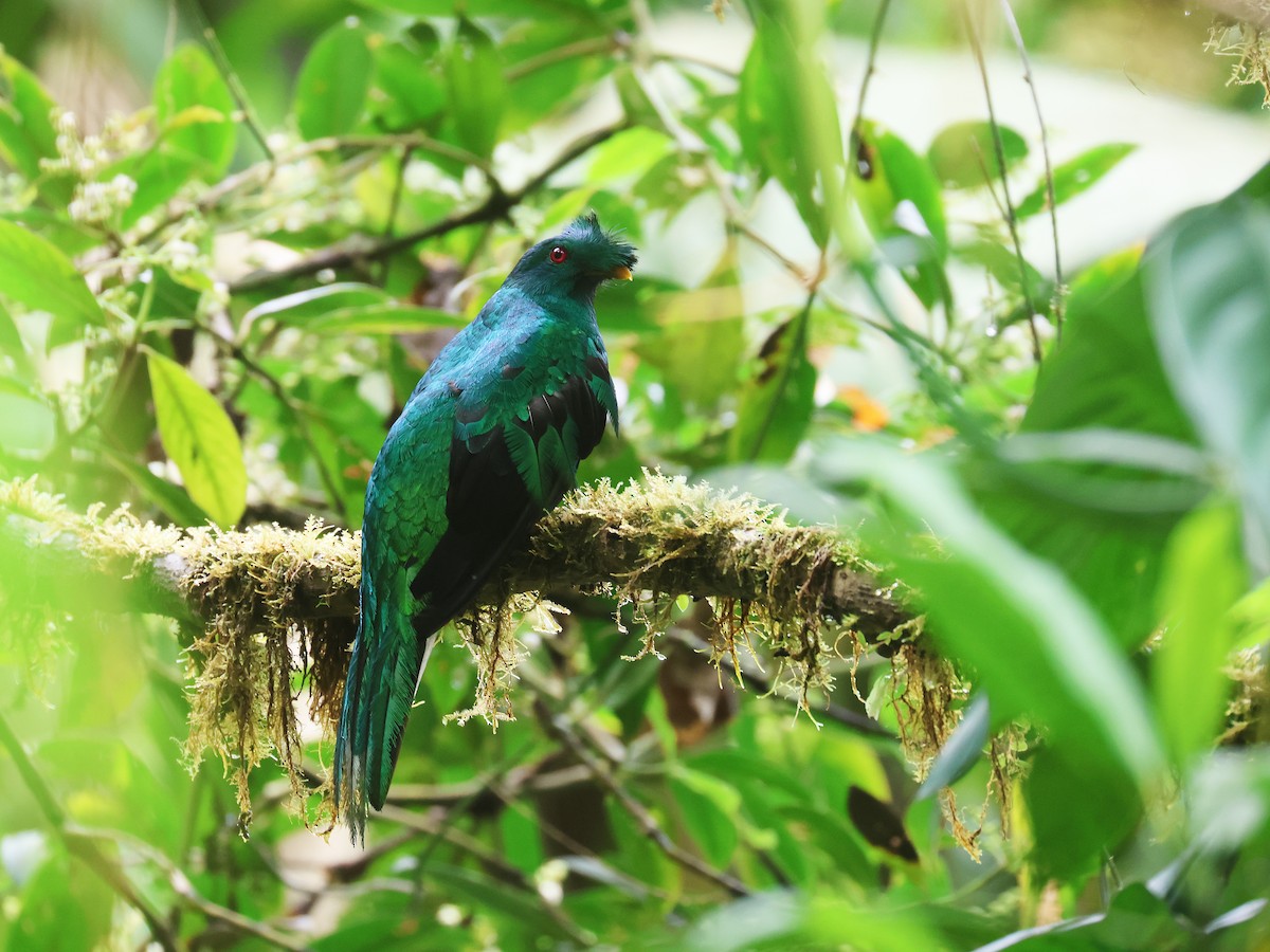 Crested Quetzal - ML639450614