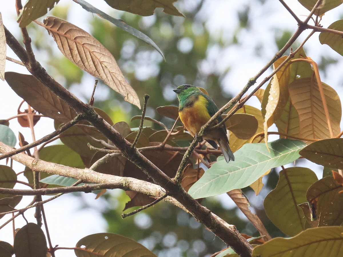 Chestnut-breasted Chlorophonia - ML639450622
