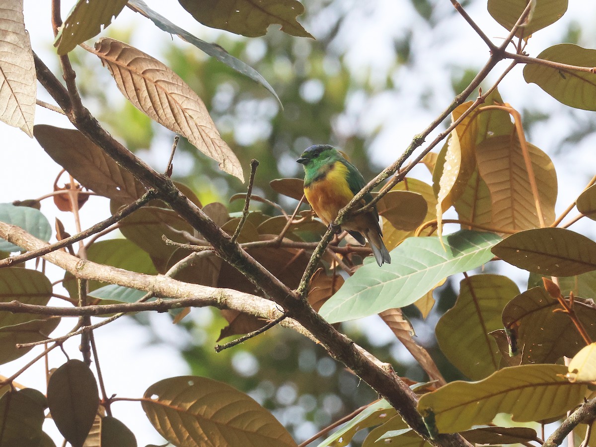 Chestnut-breasted Chlorophonia - ML639450623