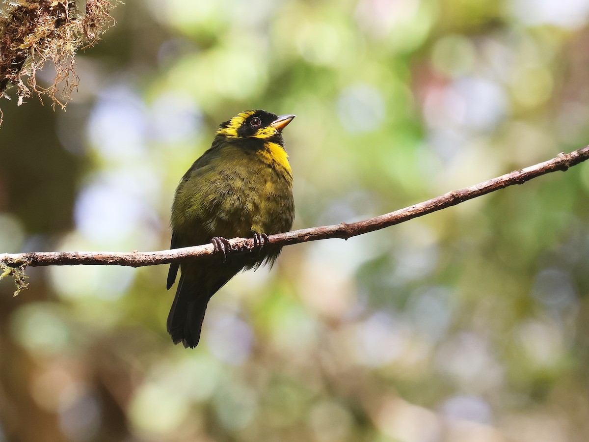 Gold-ringed Tanager - ML639450627