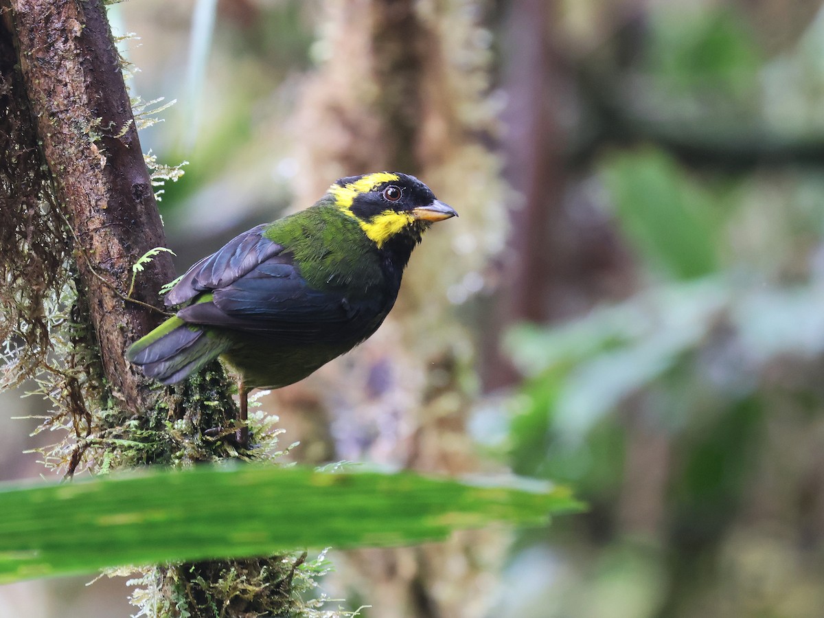 Gold-ringed Tanager - ML639450629