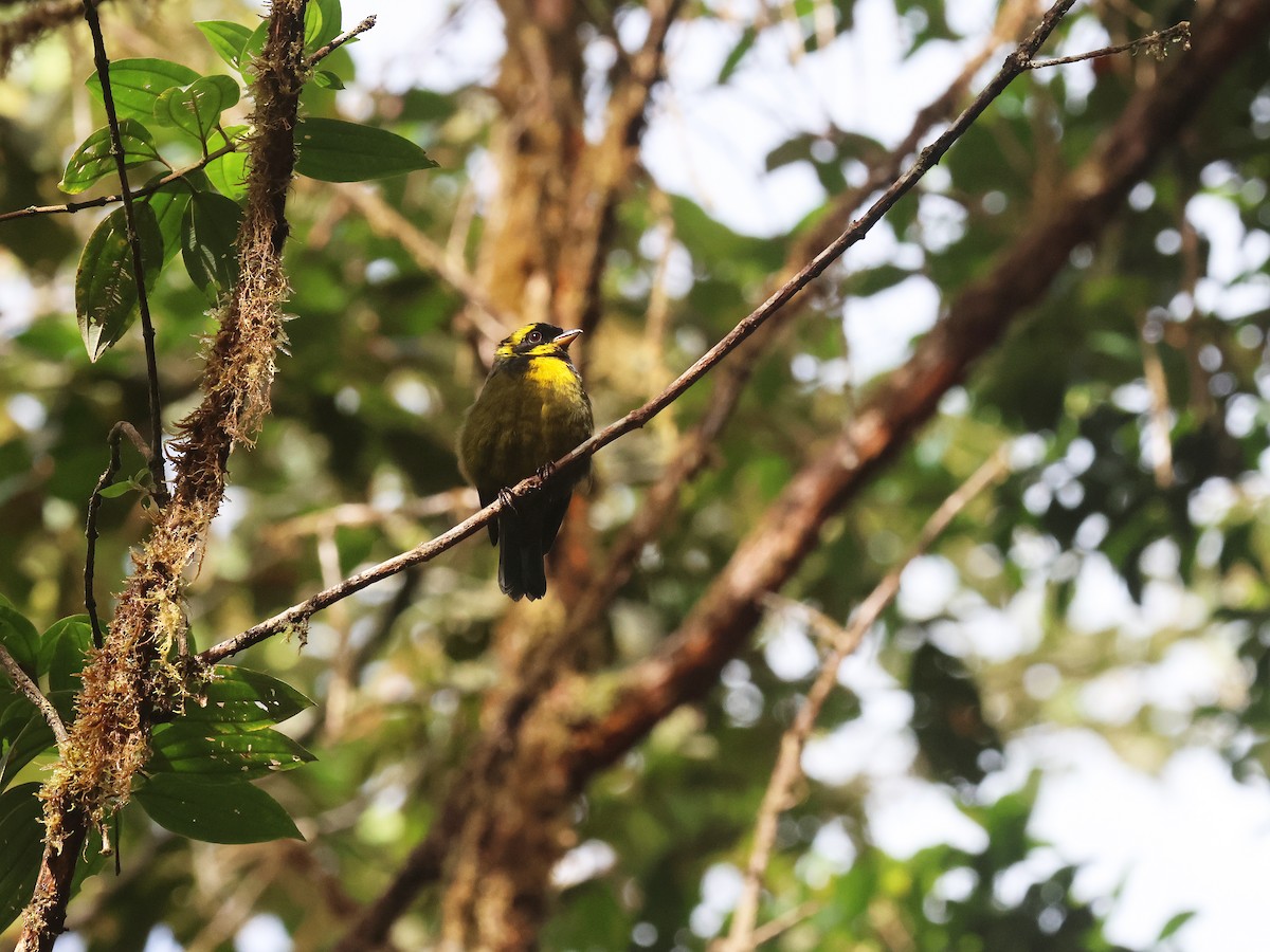 Gold-ringed Tanager - ML639450630