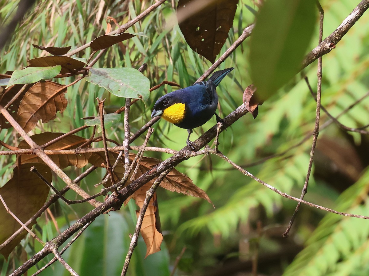 Purplish-mantled Tanager - ML639450634