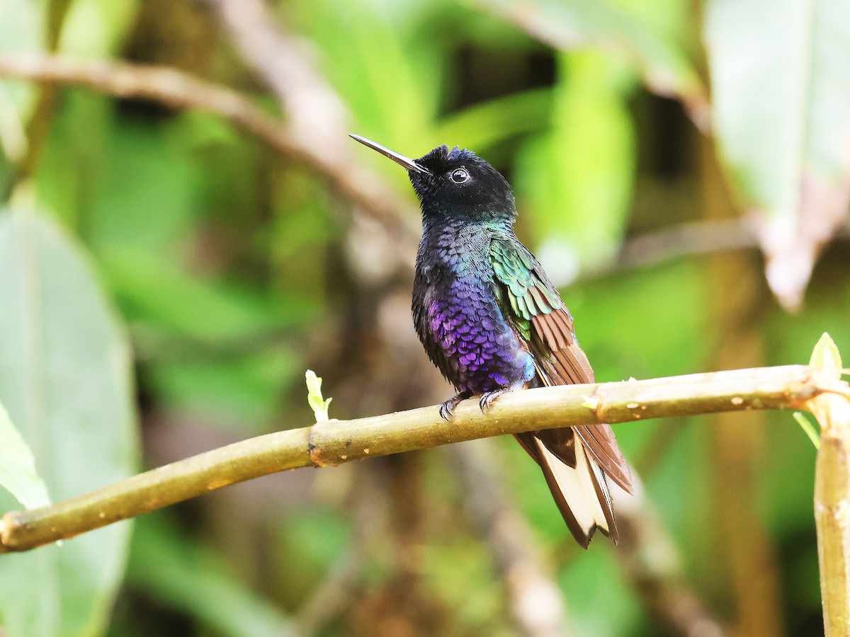 Velvet-purple Coronet - ML639450641