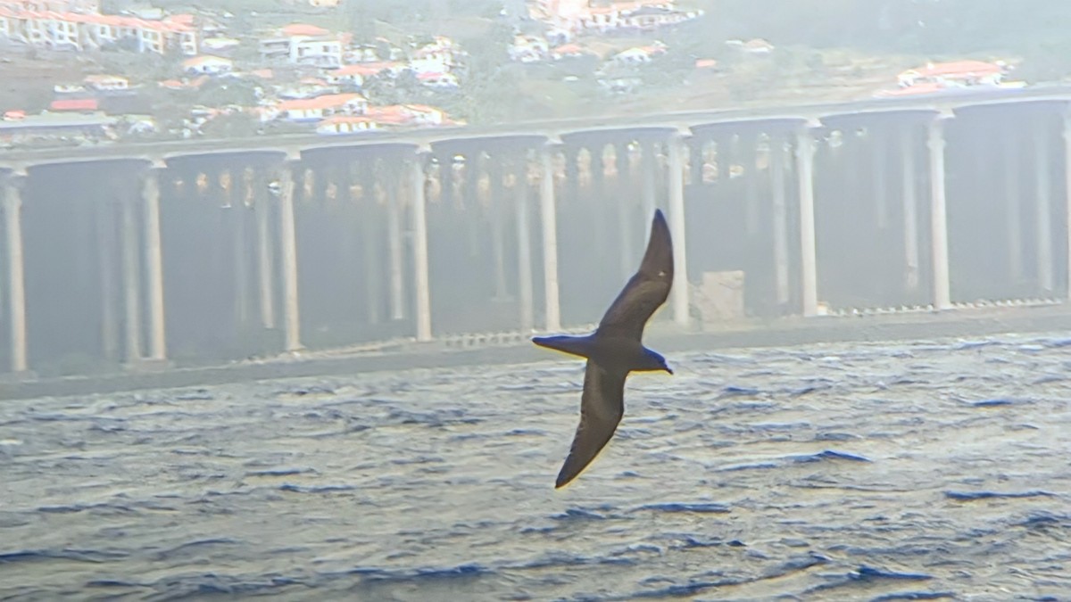 Bulwer's Petrel - ML639450650