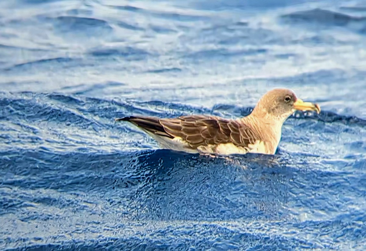 Cory's Shearwater - ML639450656