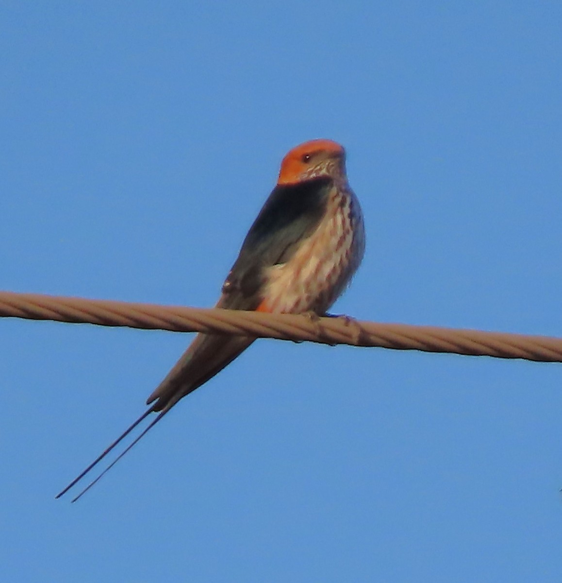 Lesser Striped Swallow - ML639450710