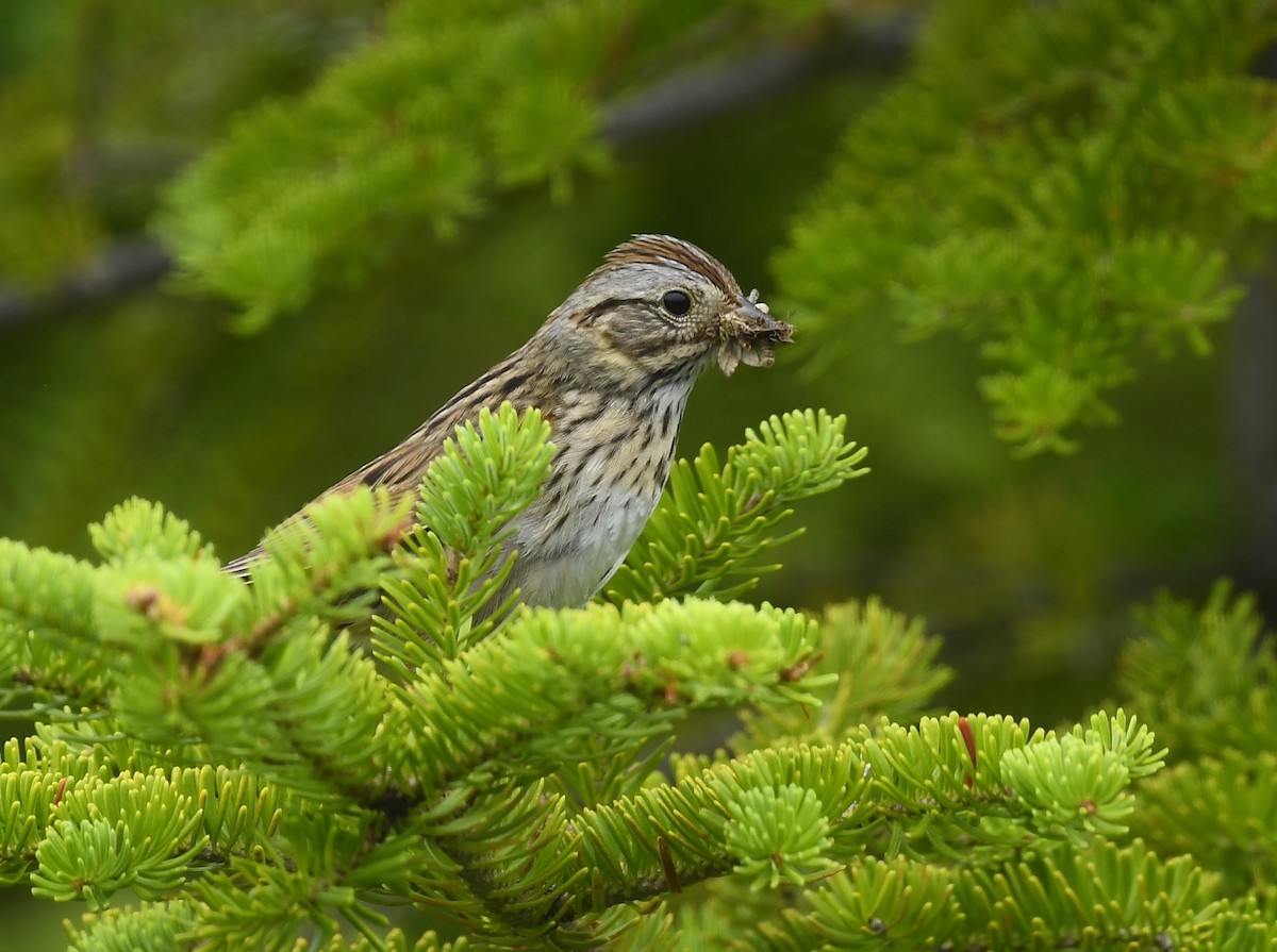 Lincoln's Sparrow - ML639450713