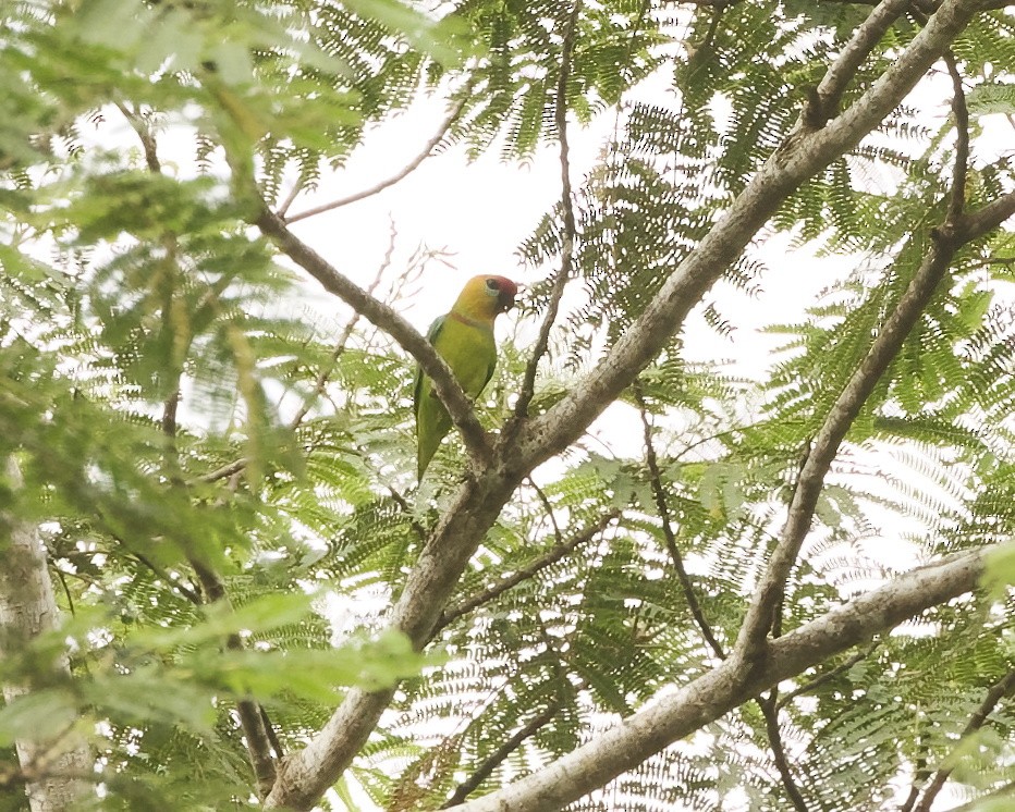 Large Fig-Parrot - ML639450736