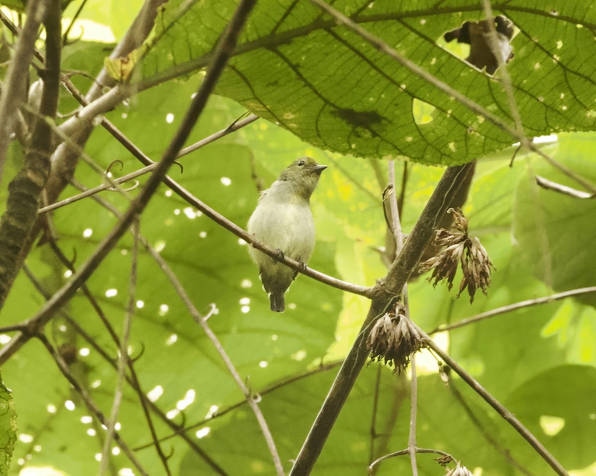 Olive-crowned Flowerpecker - ML639450763
