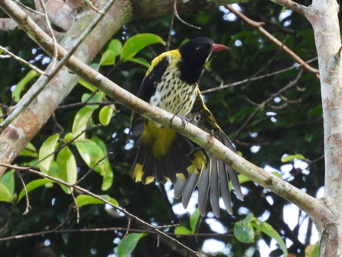 Dark-throated Oriole - ML639450765