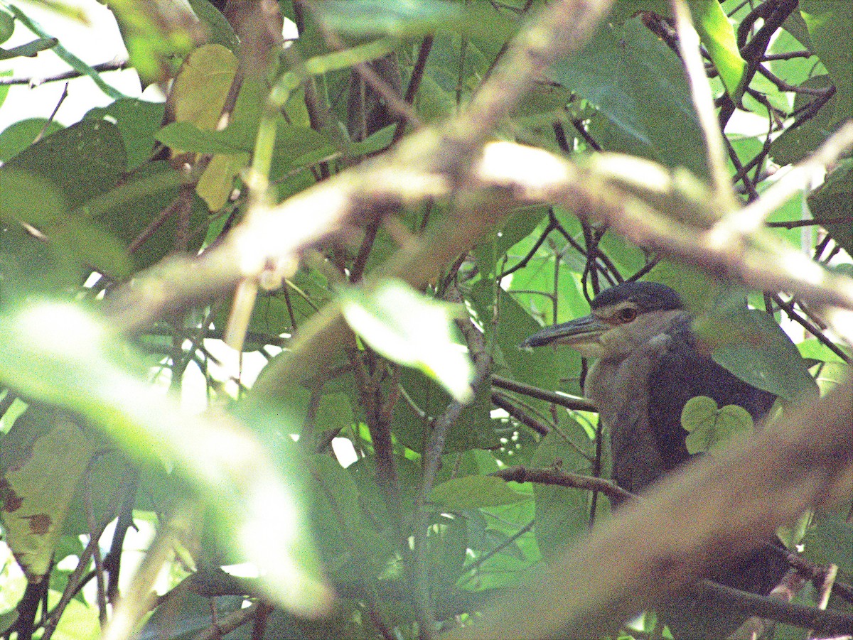 Gece Balıkçılı (nycticorax) - ML639450812