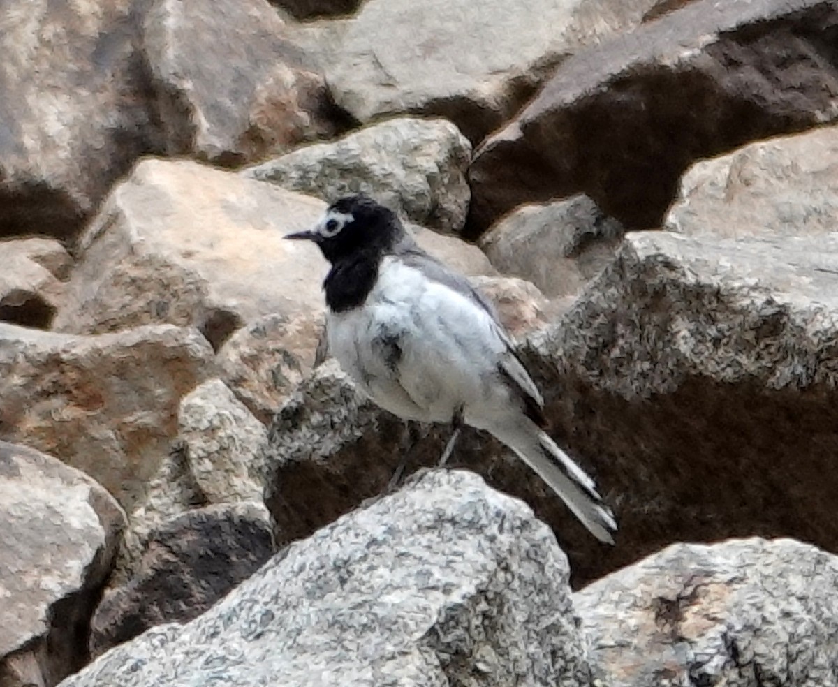 White Wagtail (Masked) - ML639450861