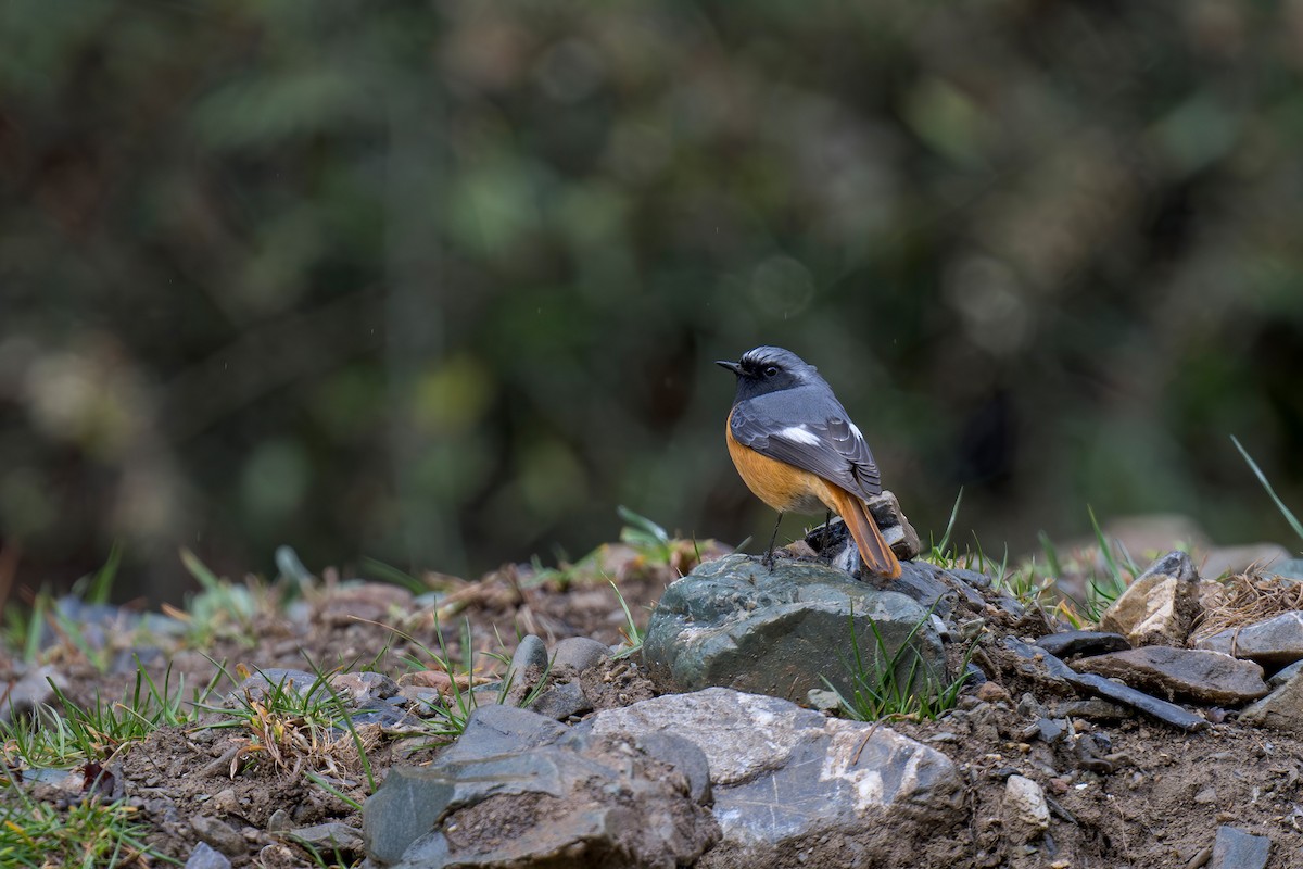 Hodgson's Redstart - ML639450876