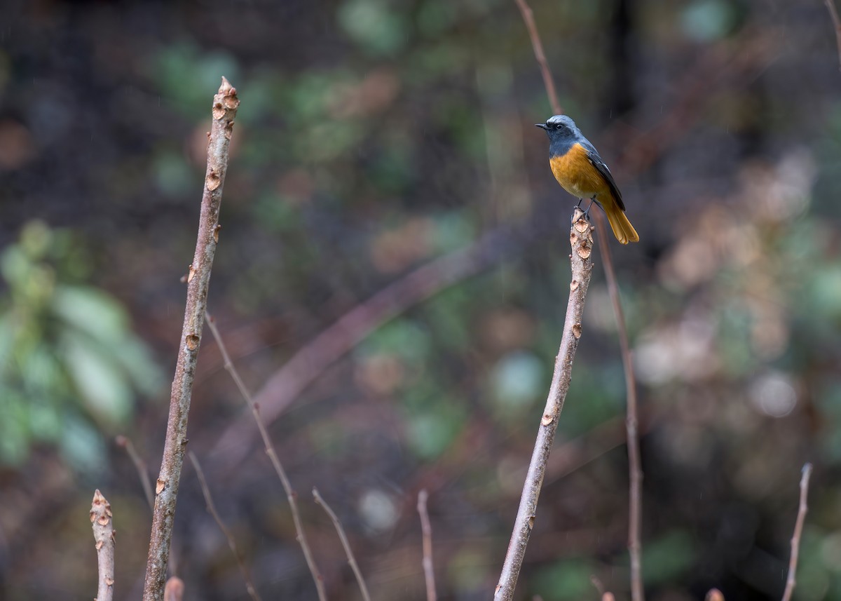 Hodgson's Redstart - ML639450877